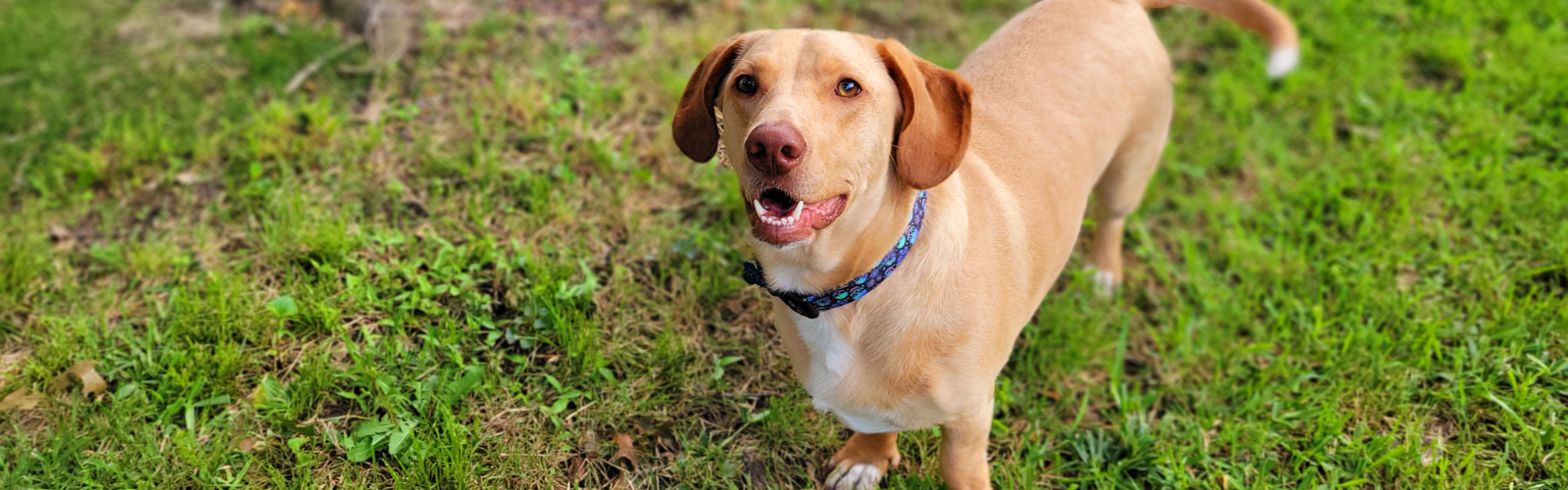 Wags and Wiggles Rescue of Newport, New Hampshire.